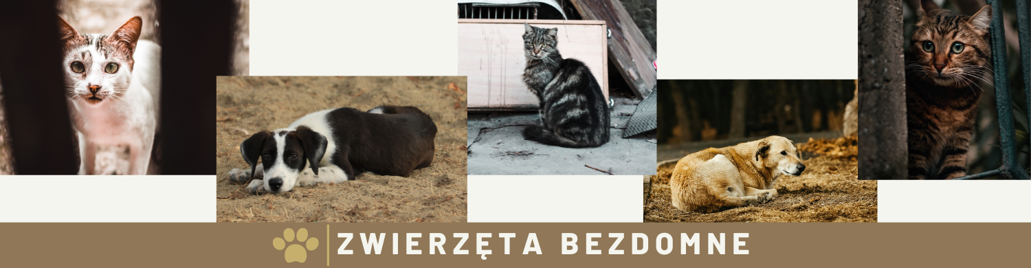 zwierzęta bezdomne