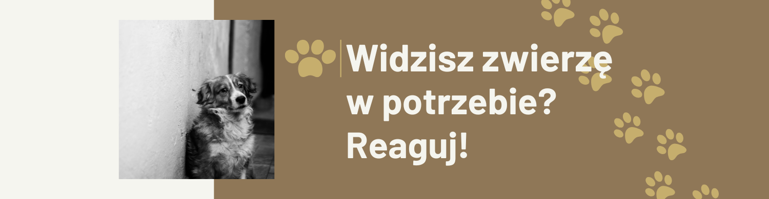 zwierzęta w potrzebie