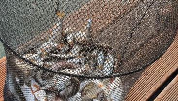 czarcia kuźnia