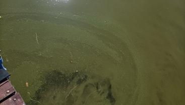 Tymczasowe zamknięcie kąpieliska nad jeziorem Drawsko przy ul. Drahimskiej (plaża miejska)