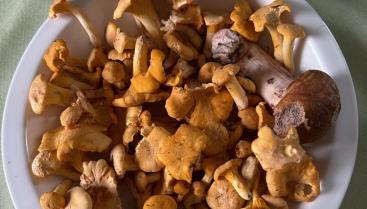Agroturystyka "Dębowa Ostoja"